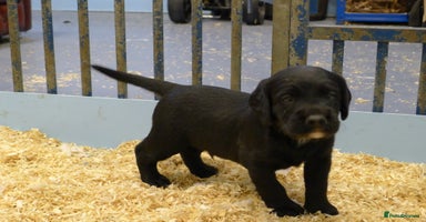 Cockerdor dogs - Advert 12