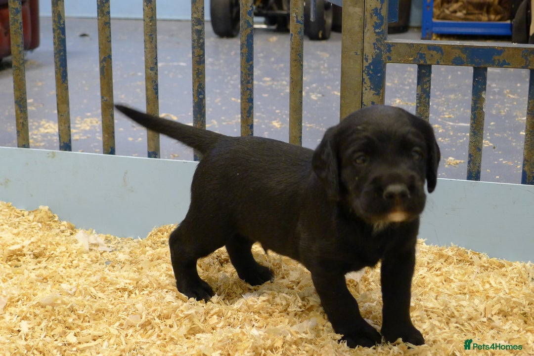 Cockerdor dogs for sale: COCKERDOR PUPS - Image 2