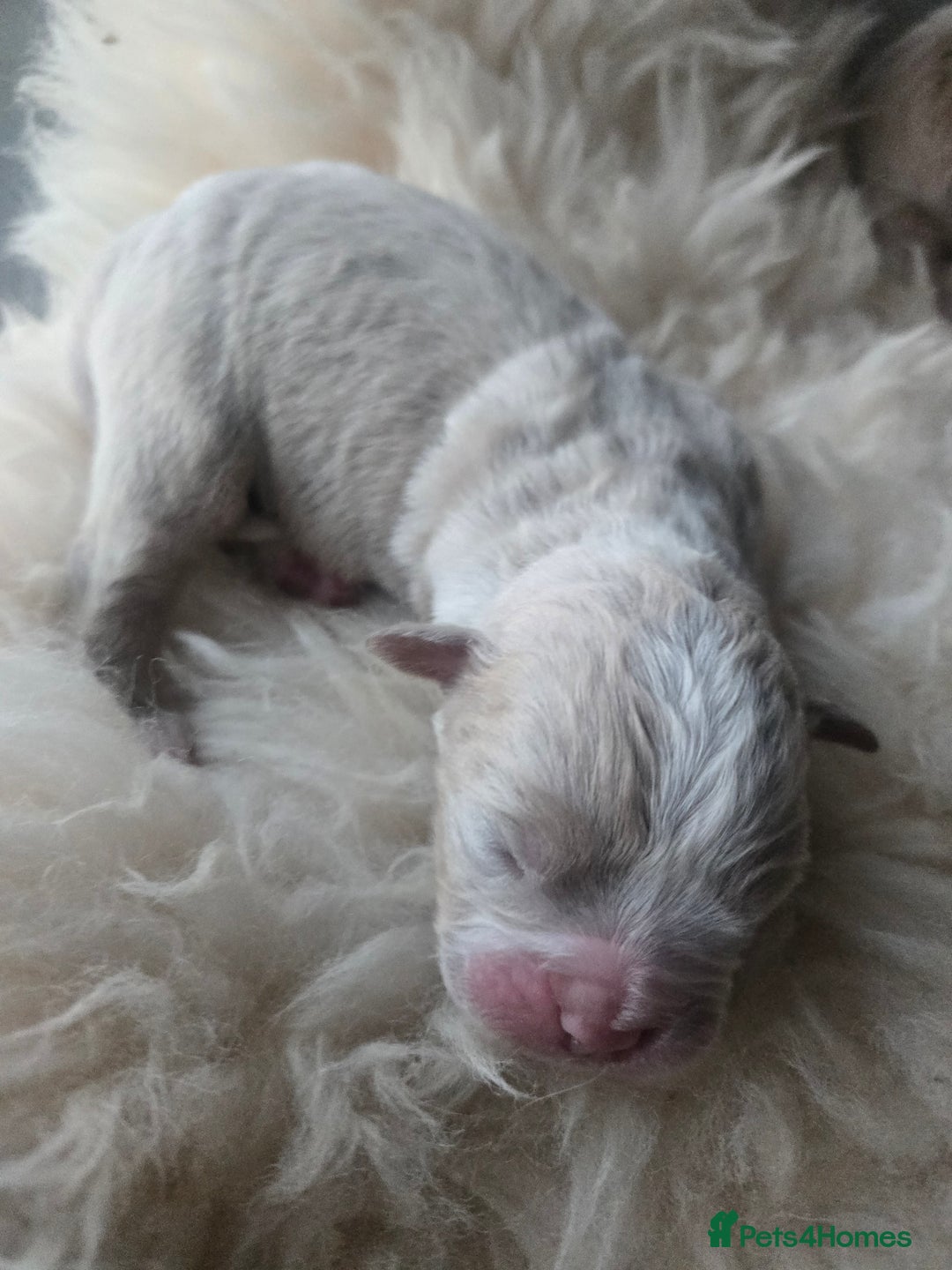 Olde English Bulldogge dogs for sale: Mammut : Fluffy Olde English Bulldog puppies. - Advert 37