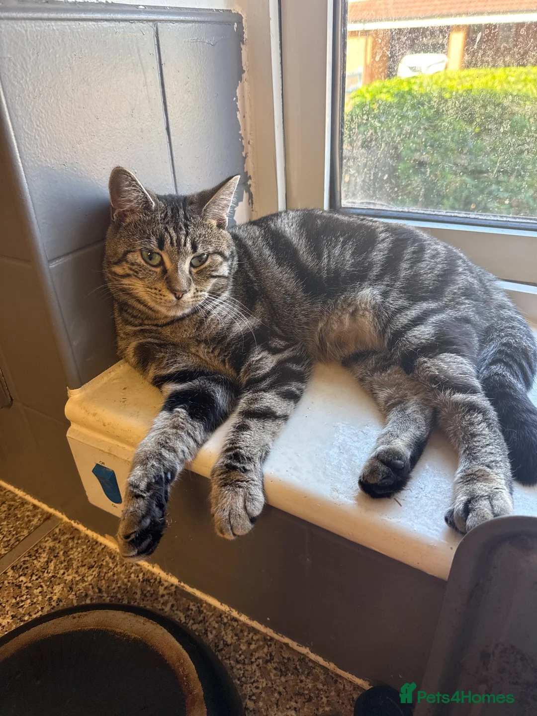 Mixed Breed cats for sale: 2 kittens  - Advert 1