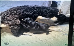 Mixed Breed dogs for sale: Cocker Schnoodle Puppies - Image 8