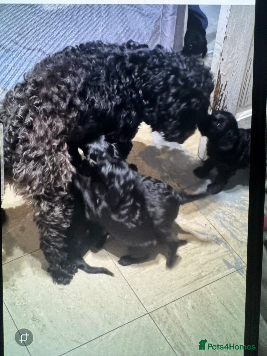 Mixed Breed dogs for sale: Cocker Schnoodle Puppies - Image 8