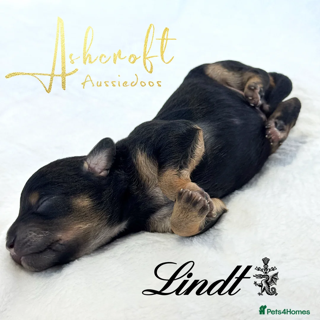 Aussiedoodle dogs for sale: F1b Miniature Aussiedoo puppies in Nottingham - Advert 5