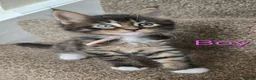 Maine Coon cats for sale: 3 Maine Coon kittens. - Advert 29