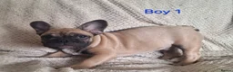 French Bulldog dogs for sale: 🐾 French bulldog puppies lookin for forever home - Advert 6