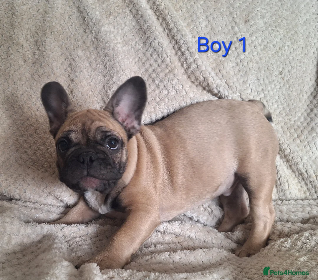 French Bulldog dogs for sale: 🐾 French bulldog puppies lookin for forever home - Advert 6