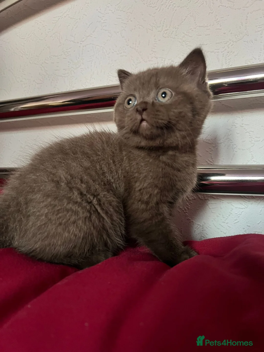 British Shorthair cats for stud: Lilac GCCF active stud Manchester  in Manchester - Advert 20