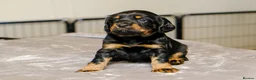 Sprocker dogs for sale: Gorgeous Sprocker Spaniel Puppies - Advert 8