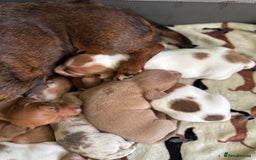 Miniature Dachshund dogs for sale: Stunning mini sausages  - Image 19