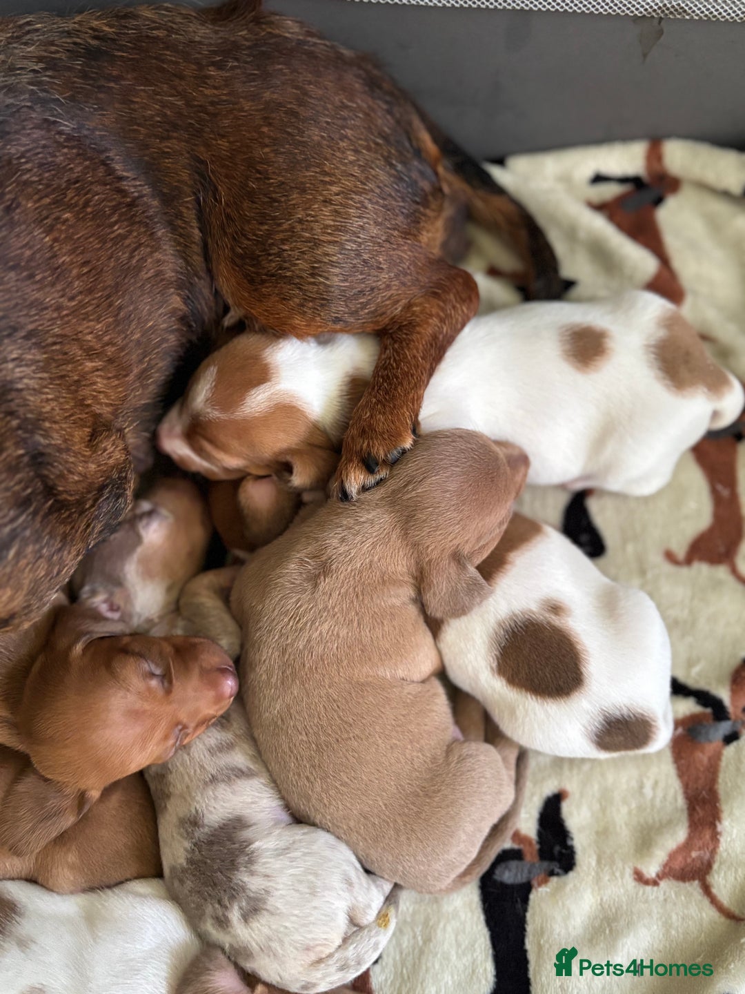 Miniature Dachshund dogs for sale: Stunning mini sausages  - Image 19