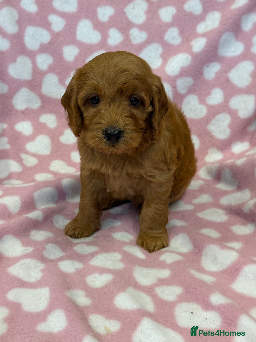 Cockapoo dogs for sale: Cockapoos F1B puppies  - Advert 14
