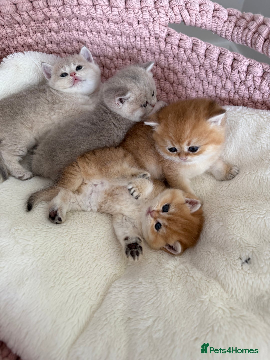 British Shorthair cats for sale: Golden Blue British Shorthair kittens  - Advert 27