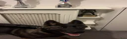 Mixed Breed dogs for sale: Nayas - Advert 9