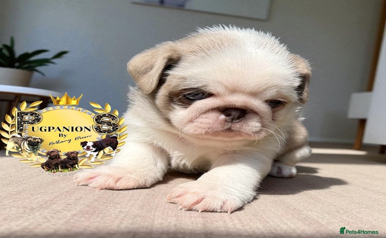 Pug dogs - Advert 1