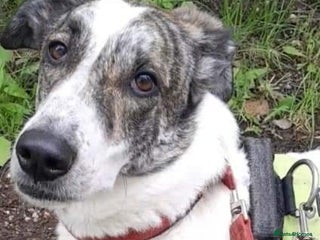 Mixed Breed dogs in Barnsley - Advert 30