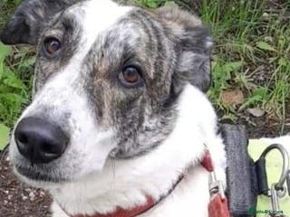 Mixed Breed dogs Oscar is looking for his forever home in Barnsley - Advert 5