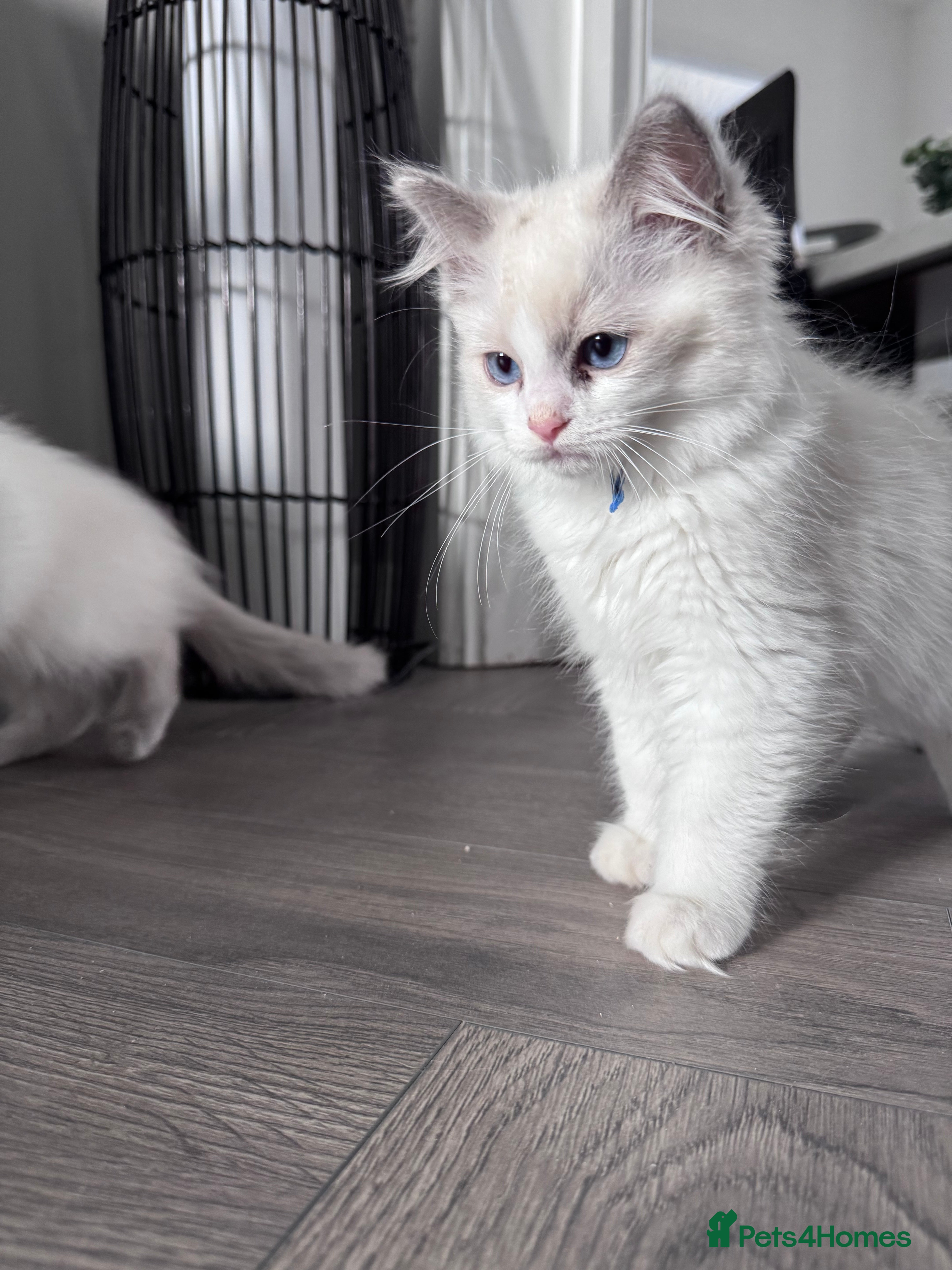 Ragdoll cats GCCF Registered Pedigree Blue&Lilac Ragdoll Kitten - Advert 2