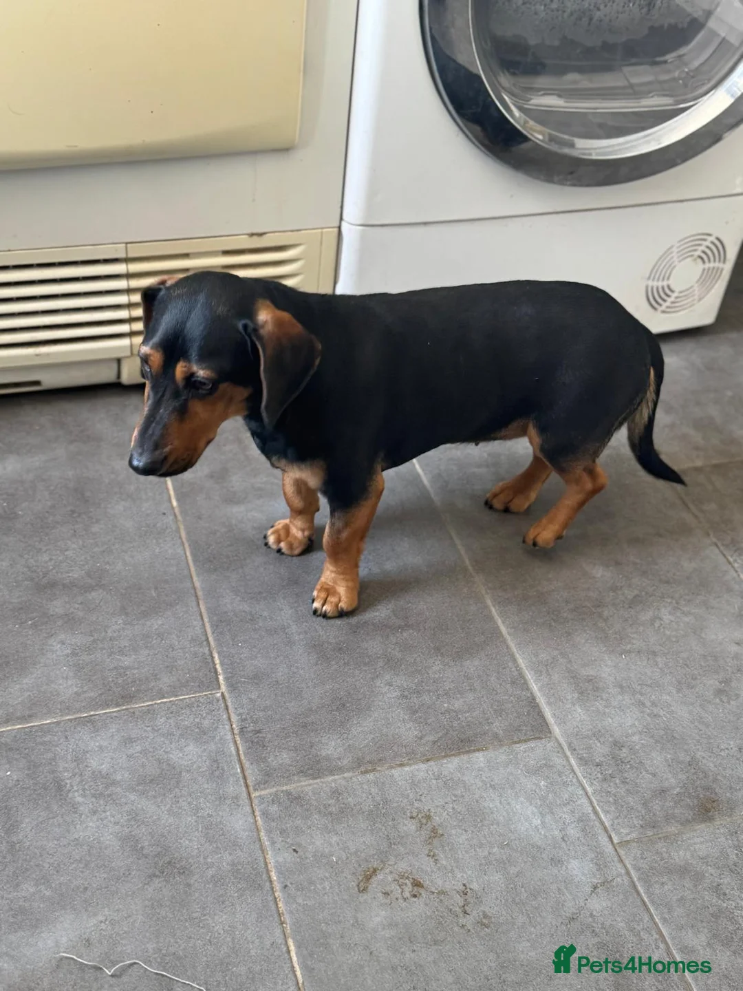 Mixed Breed dogs for adoption: SWEET Kitty Looking for LOVE - Advert 6