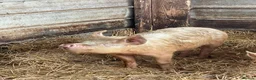 Pig livestock for sale: 3 Female Breeding Pigs - Middle White x Berskshire - Advert 2
