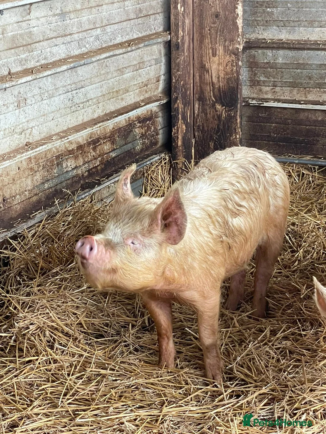 Pig livestock for sale: 3 Female Breeding Pigs - Middle White x Berskshire - Advert 2