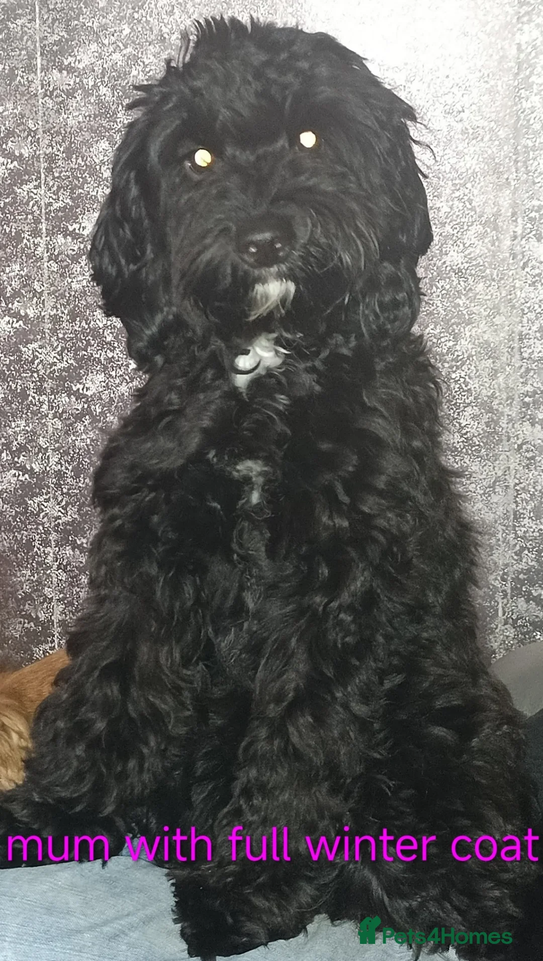 Sproodle dogs for sale: 6 beautiful sproodle puppies in Wigton - Advert 1