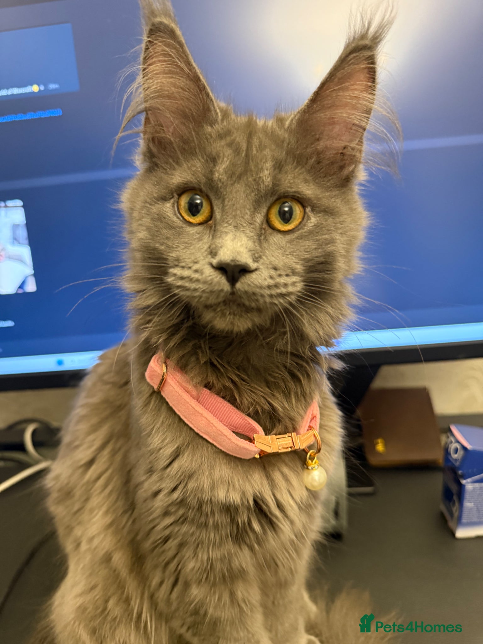 Maine Coon cats Maine Coon Pedigree - Advert 2