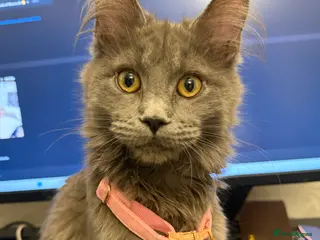 Maine Coon cats Maine Coon Pedigree - Advert 2