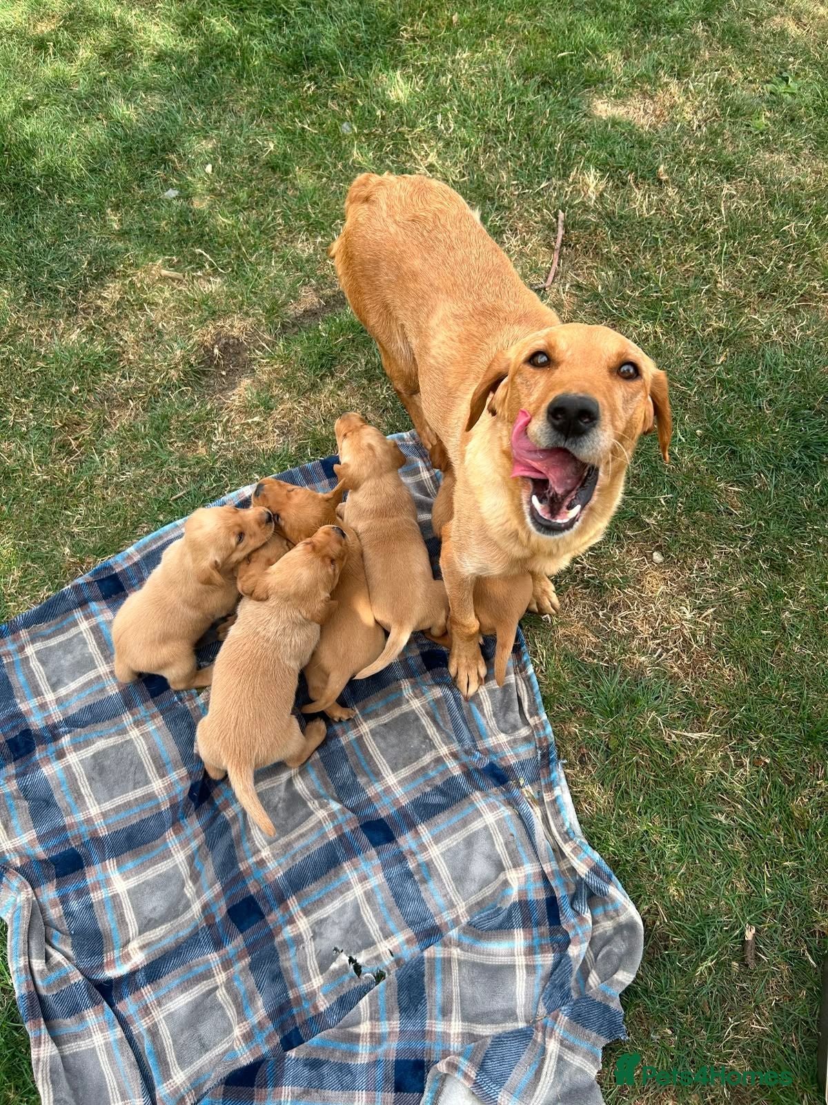 Labrador Retriever dogs Adorable KC registered labrador pups - Advert 1