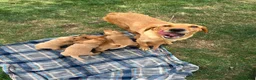 Labrador Retriever dogs for sale: Adorable KC registered labrador pups - Advert 1