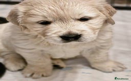 Golden Retriever dogs for sale: Golden retriever puppies  - Image 8