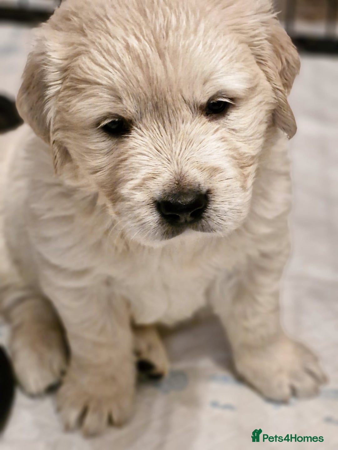 Golden Retriever dogs for sale: Golden retriever puppies  - Image 8