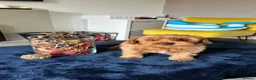 Toy Poodle dogs for sale: 🤩Stunning, Intelligent & Cuddly Fur Babies ⭐️😍 in Walsall - Advert 16