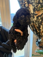 Cockapoo dogs - Advert 3