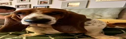 Basset Hound dogs for sale: Lady Penelope's Litter of Basset Hound Puppies - Advert 6