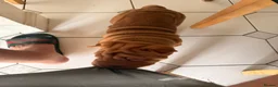 Shar Pei dogs for sale: LOVELY SHARPEI Price Negotiable - Advert 16