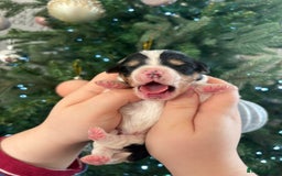 Mixed Breed dogs for sale: Cavalier King Charles x Pomeranian  - Image 3