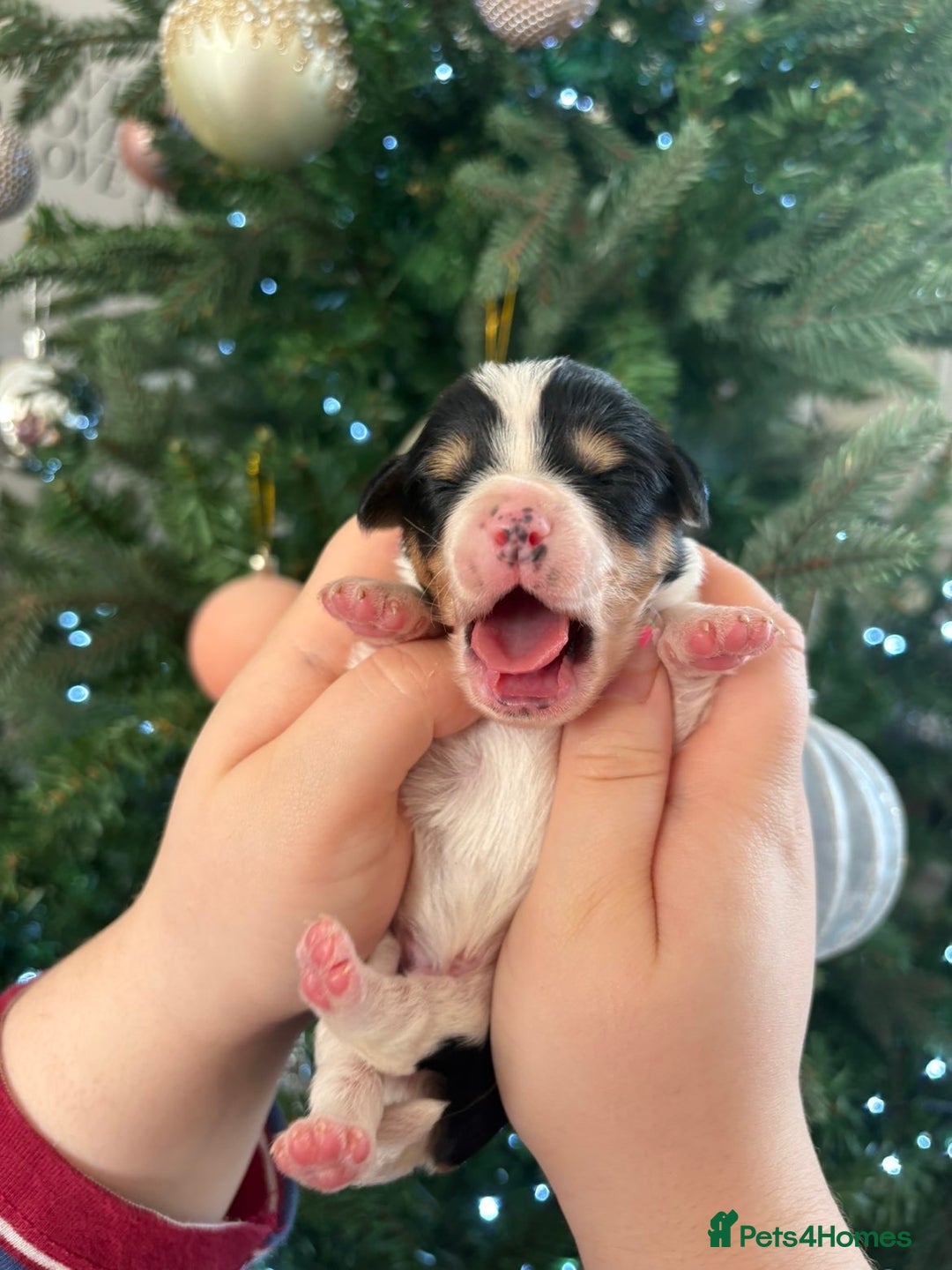 Mixed Breed dogs for sale: Cavalier King Charles x Pomeranian  - Image 3