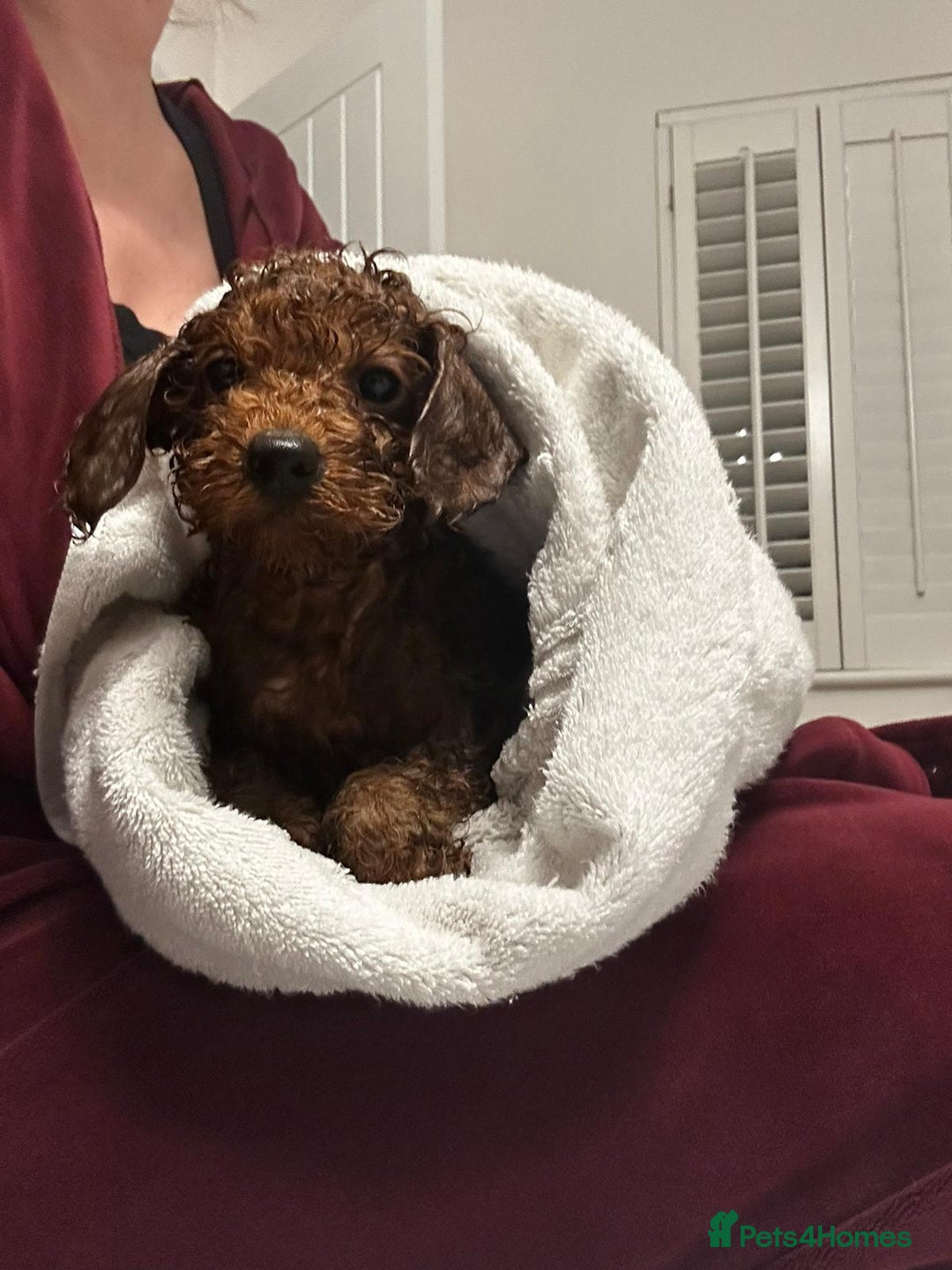 Toy Poodle dogs for sale: Red Toy Poodle puppies 🐶 💥💥💤 - Image 12