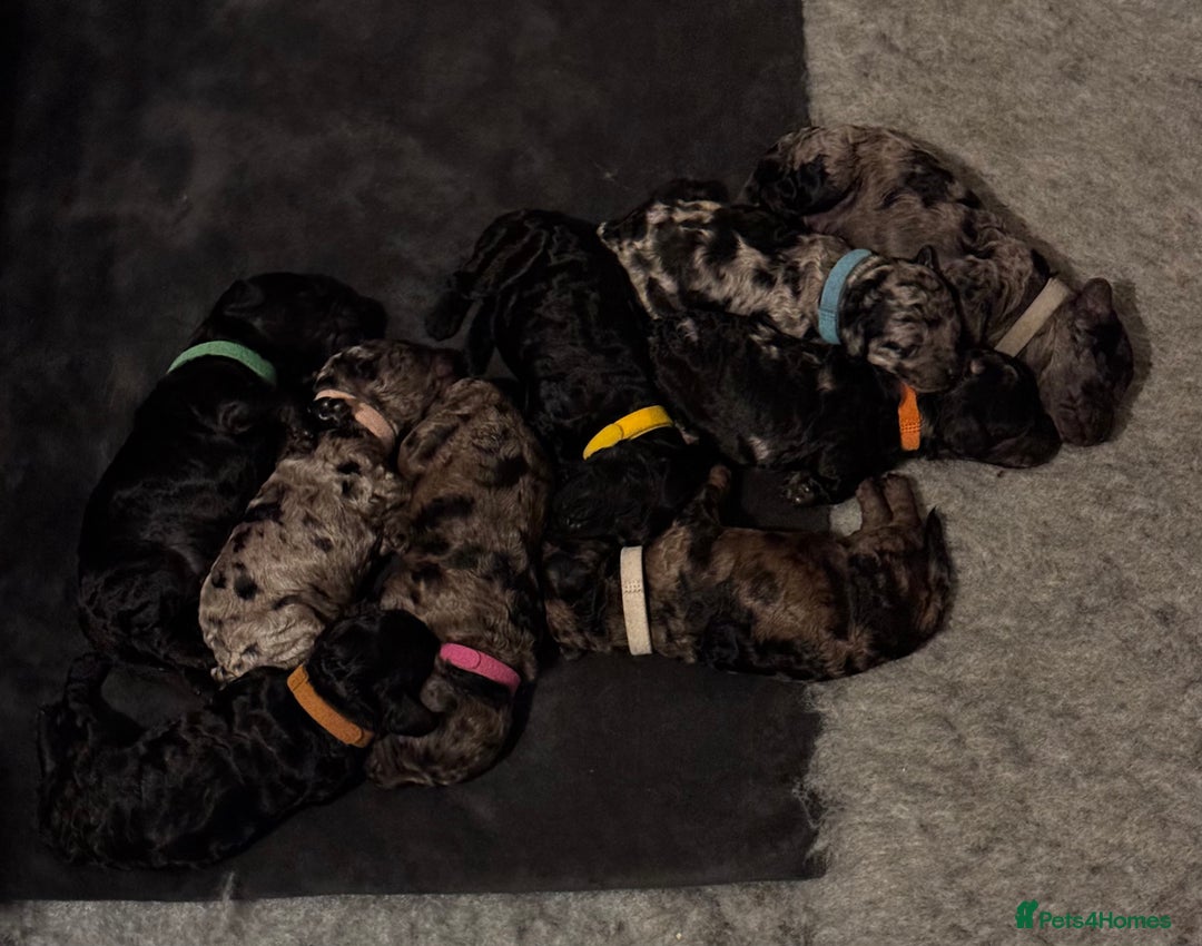 Miniature Poodle dogs for sale: Striking merle and black Miniature Poodle Puppies - Advert 4