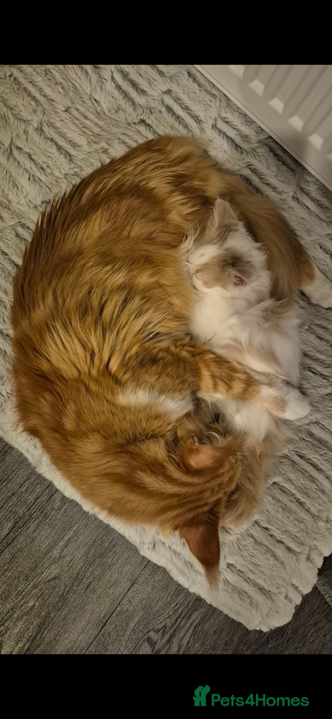 Mixed Breed cats for sale: 5 Beautiful Maine Coon/Ragdoll Kittens  - Advert 16