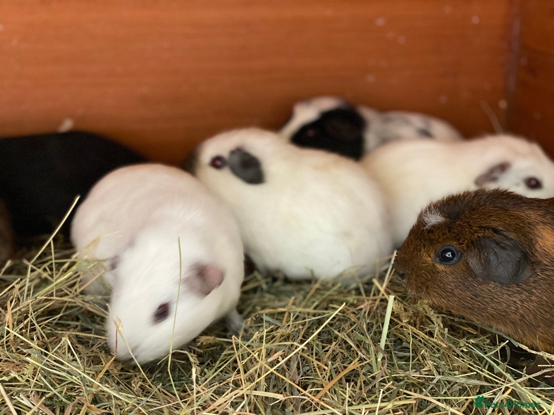 Guinea Pig rodents for sale: Beautiful mix of baby male Guineapigs dal Cali ect - Image 2