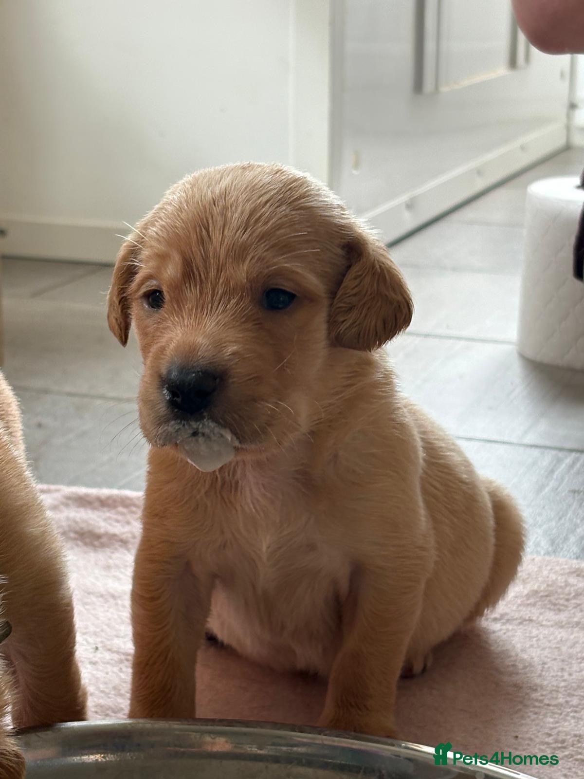 Labrador Retriever dogs 🤩Licensed breeder🤩black & yellow girl only  🩷 - Advert 12