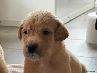 Labrador Retriever dogs 🤩Licensed breeder🤩black & yellow girl only 🩷 - Advert 12