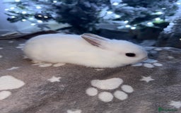 Netherland Dwarf rabbits for sale: 7 netherland dwarf baby bunnies  - Advert 11