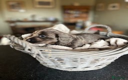 Miniature Dachshund dogs for sale: Beautiful miniature dachshund puppies for sale.  - Image 4