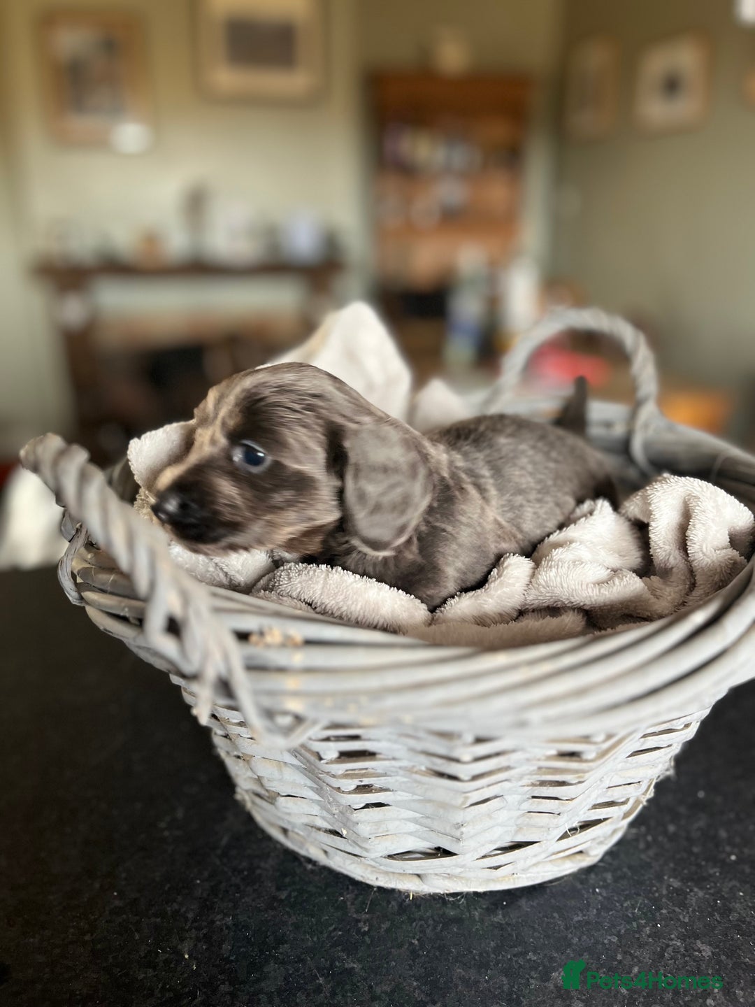 Miniature Dachshund dogs for sale: Beautiful miniature dachshund puppies for sale.  - Image 4