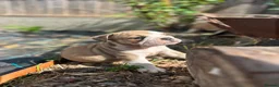 English Bulldog dogs for stud: BRONSON stunning English bulldog  - Advert 8
