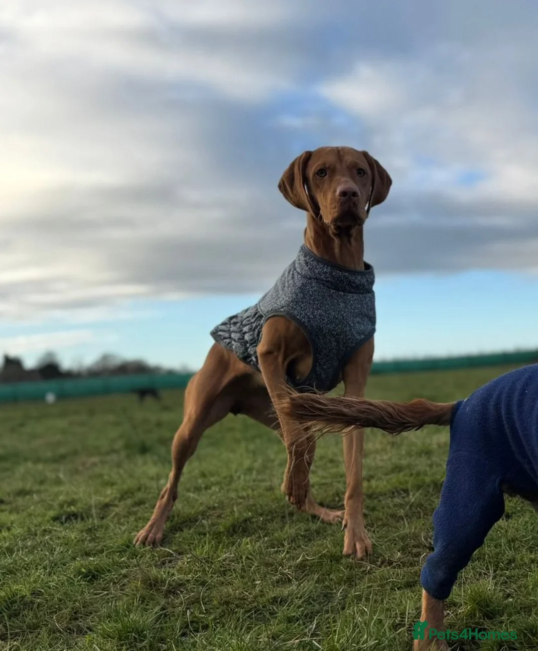 Hungarian Vizsla dogs for sale: Hungarian vizsla for sale  - Advert 1