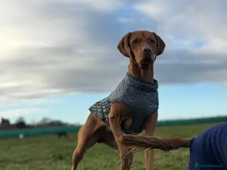 Hungarian Vizsla dogs Hungarian vizsla for sale - Advert 1