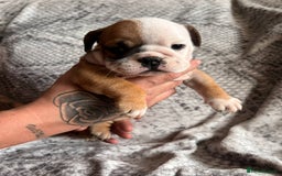 English Bulldog dogs for sale: 🔥 Traditional English bulldog puppies  🔥 - Image 4